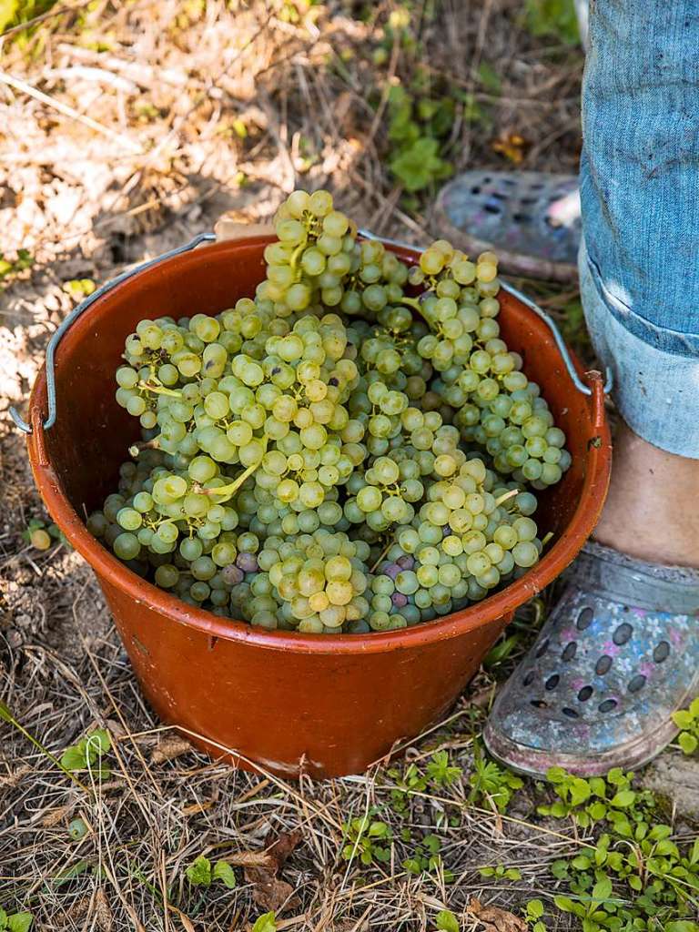 Impressionen der Weinlese