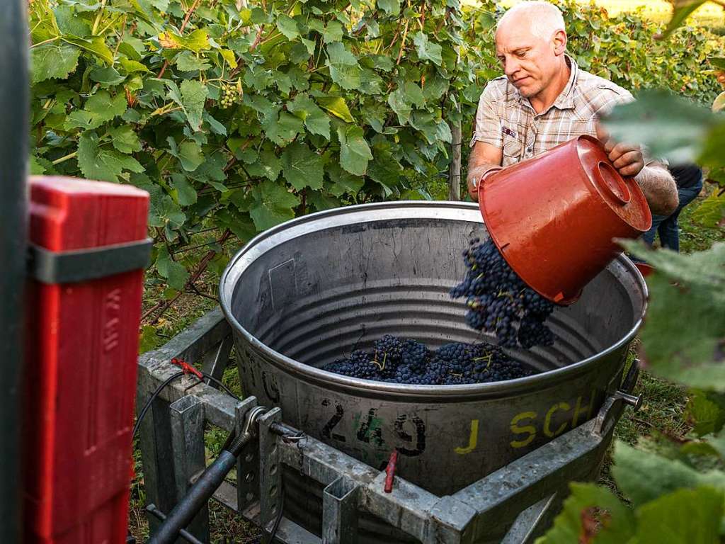 Impressionen der Weinlese