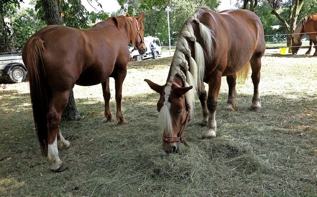 Ein Hingucker auf der &#8222;Natur-e&#8220;: Comtois-Arbeitspferde   | Foto: Dorothee Philipp
