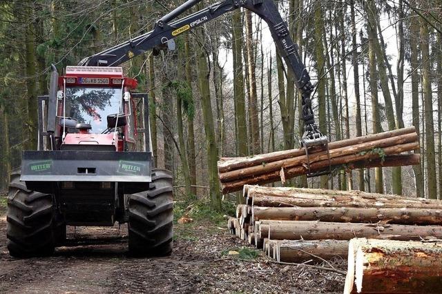 Klimawandel verndert den Wald