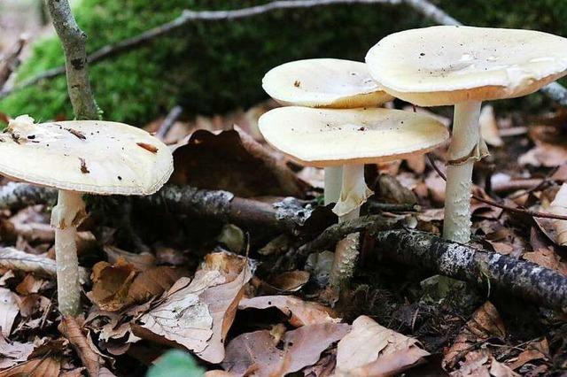 Die Pilze im Landkreis leiden unter der Trockenheit – und unter Sammlern