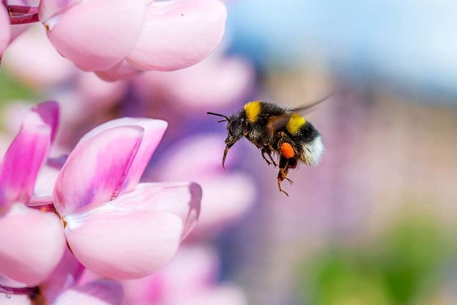 Geschtzte Wildbienenart: die Hummel  | Foto: Jari Sokka