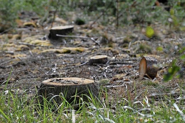 Keine Besserung fr Hartheimer Wald in Sicht