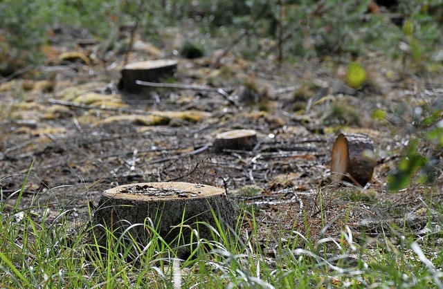 Die Kiefernbestnde sind auch in Harth...ine Wiederaufforstung sehr aufwndig.   | Foto: Martin Schutt (dpa)