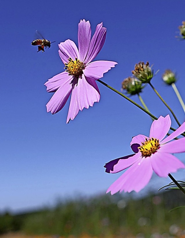 Wie sind Insekten besser zu schtzen, das ist die Frage.   | Foto: --- (dpa)
