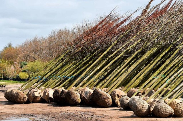 Baumsetzlinge mit Wurzelballen &#8211;...ollen die  Bume  ausgeliefert werden.  | Foto: Bernd Settnik