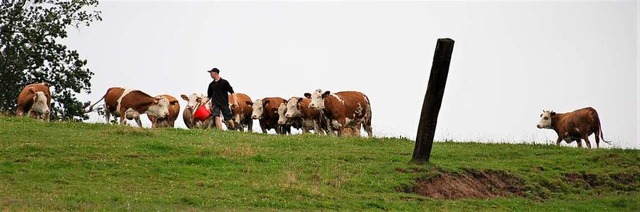 Hinterwlder Rinder werden bald auf dem Langenhard zu Hause sein.  | Foto: Wolfgang Beck