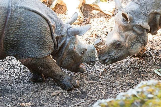 Eine neue Nashorndame ist im Basler Zoo angekommen