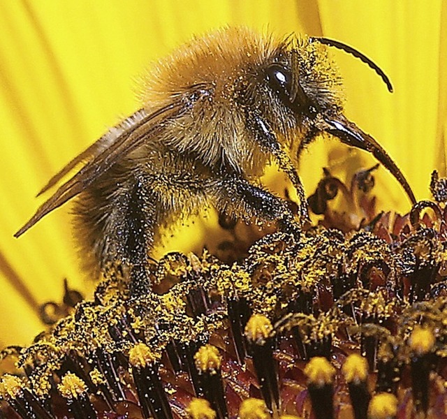 Eine Biene auf einer Sonnenblume  | Foto: Wolfgang Kumm (dpa)