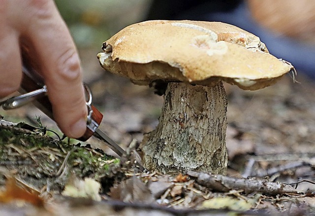 Pilze sind das Thema beim Herbstfest des Naturschutzbunds Lahr.   | Foto: Bodo Schackow (dpa)