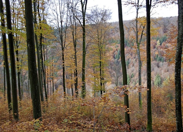 Maulburgs Wald steht vor tiefgreifende...ristig verschwinden, warnt der Forst.   | Foto: Silke Kohlmann