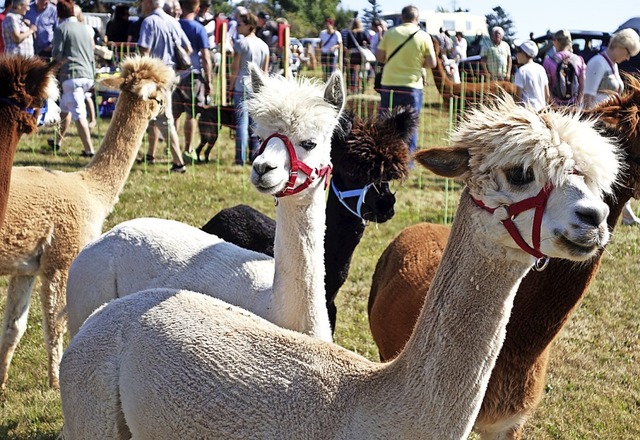 Die Alpakas sind beim Gersbacher Weide...ch in diesem Jahr mit von der Partie.   | Foto: Rolf Strohm