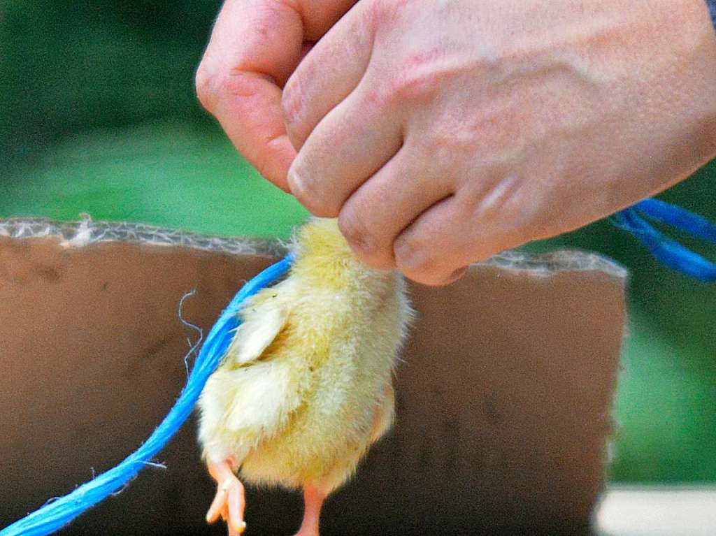 Beschftigung ist wichtig, auch beim Fttern. Deshalb bindet die Pflegerin fr das kleine Raubtier ein totes Eintagskken an eine Schnur.