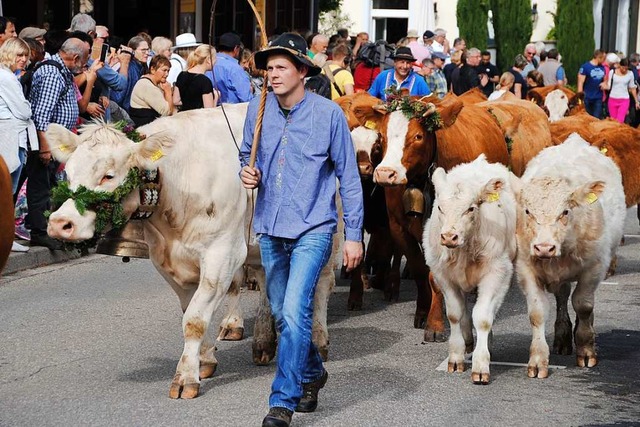 Das Vieh kommt heim: Der Almabtrieb is...t der Alemannischen Woche in Oberried.  | Foto: Manfred Frietsch