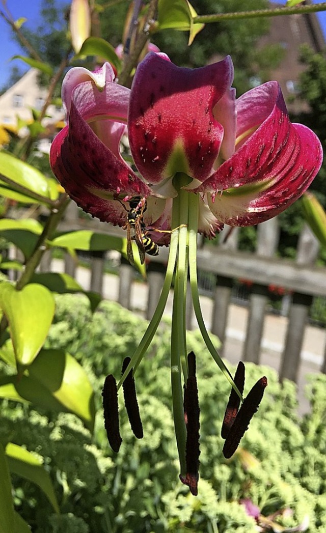 Im Schrgarten finden sich viele florale Schtze.   | Foto:  Schwarzwaldverein