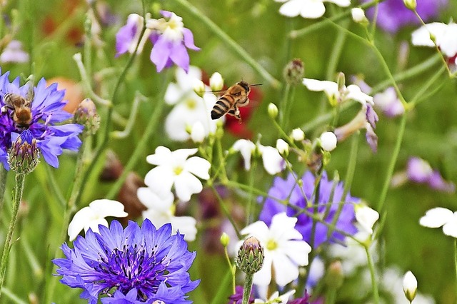 Lebensraum fr Insekten schaffen &#821...en sich immer mehr Gemeinden zum Ziel.  | Foto: Barbara Ruda