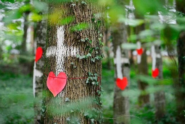 Geht es nur mit Abholzung?  | Foto: Ingo Schneider