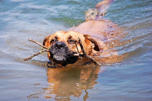 Das Siegerbild: Chico, der frher eher...cheu war, liebt es heute zu schwimmen.  | Foto: Toni Uecker