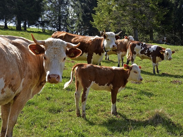 Hinterwlder  sind die kleinsten Rinde...  zhlen zu den alten Nutztierrassen.   | Foto: Gabriele Hennicke