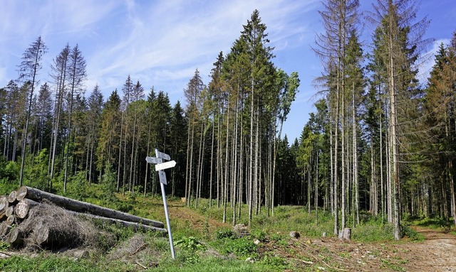 Der Wald als Klimaopfer, so gesehen be...tswald aufzubauen, wird teuer werden.   | Foto: Werner Steinhart