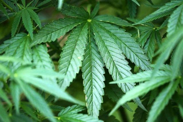 Polizei entdeckt eine Cannabis-Plantage in Schopfheim