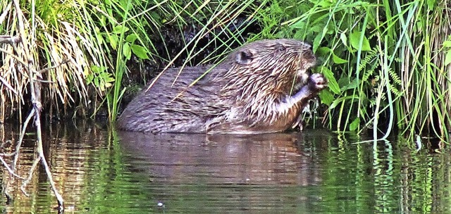 Am Schwelleweiher lsst sich dieser Bi...nige Bltter zum Nachtisch schmecken.   | Foto: Mike Bttcher