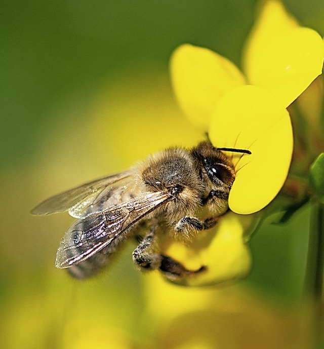 Bienen zu schtzen, ist auch den Grne...es Volksbegehrens sehen sie kritisch.   | Foto: Fabian Sommer (dpa)