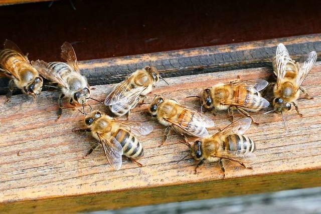 Bauern wollen Volksantrag gegen Bienen-Volksbegehren starten