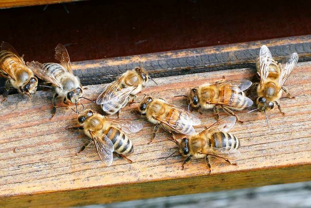 Bienen  | Foto: Tanja Bury