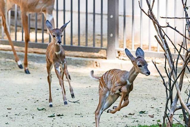 Die Kleinen Kudus im Zoo Basel haben Nachwuchs bekommen