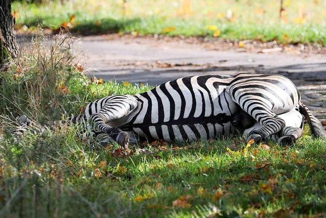 Zirkus-Zebra Pumba büxt aus – und wird erschossen