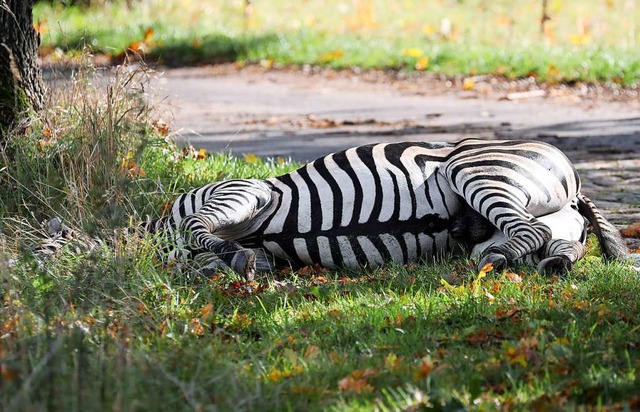 Ein ausgerissenes Zirkus-Zebra liegt e...hn A20 einen Auffahrunfall verursacht.  | Foto: Bernd Wstneck (dpa)