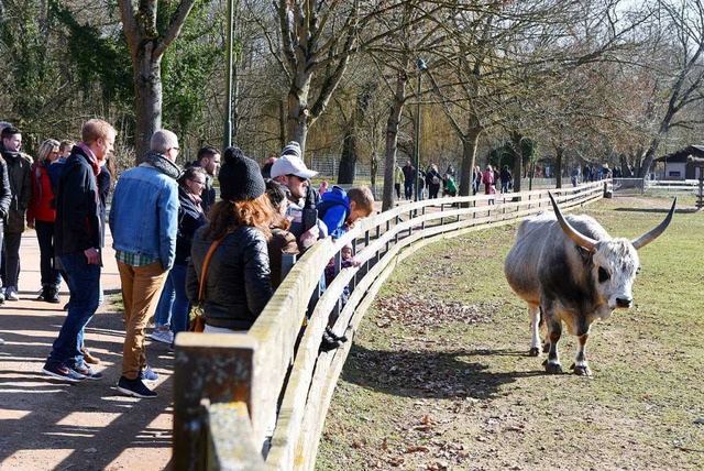 An sonnigen Tagen ist auf dem Mundenho...m Gehege des ungarischen Steppenrinds.  | Foto: Rita Eggstein