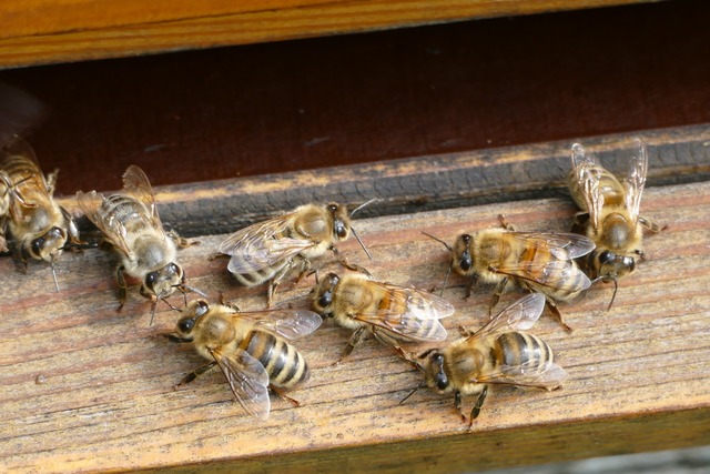 Alle wollen Bienen retten &#8211; es stellt sich die Frage, wie.  | Foto: Tanja Bury