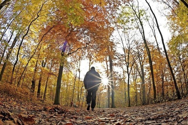 Der Ruster Wald wirft keinen Gewinn ab