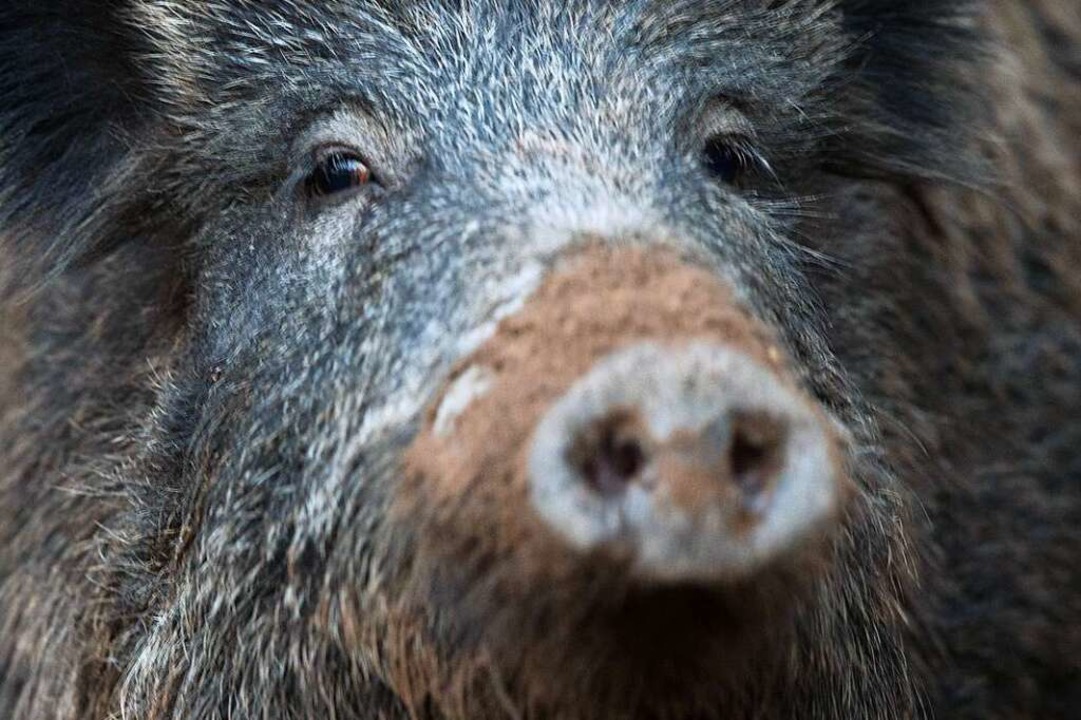 Wildschweine können bis zu 200 Kilo wiegen.  | Foto: Lino Mirgeler (dpa)