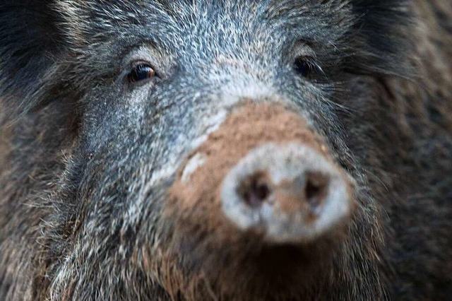 Wildschweine knnen bis zu 200 Kilo wiegen.  | Foto: Lino Mirgeler (dpa)
