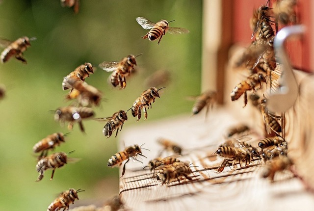 Das Thema Bienen sorgt derzeit  fr Diskussionen, auch in Gottenheim.  | Foto: Florian Zimmer-Amrhein (dpa)