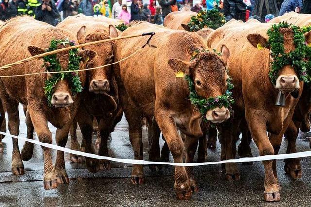 Oberried: Viehabtrieb wird zum Volksfest
