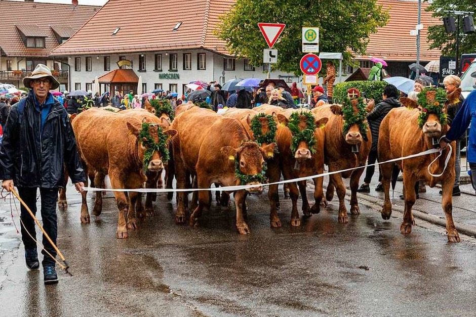 Der Viehabtrieb ist alljährlich der Höhepunkt der Alemannischen Woche in Oberried. (Foto: Hubert Gemmert) Der Viehabtrieb ist alljährlich der Höhepunkt der Alemannischen Woche in Oberried. (Foto: Hubert Gemmert)