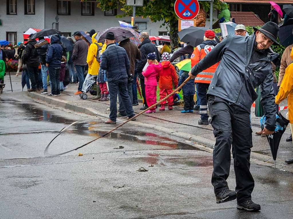 Der Viehabtrieb ist alljhrlich der Hhepunkt der Alemannischen Woche in Oberried.