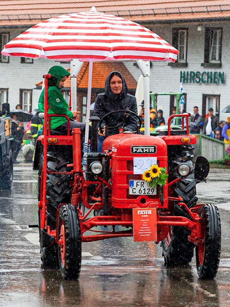 Der Viehabtrieb ist alljhrlich der Hhepunkt der Alemannischen Woche in Oberried.