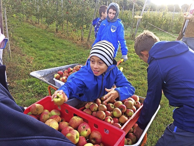 Interessantes Apfelprojekt an der Grundschule Buchholz  | Foto: Schule