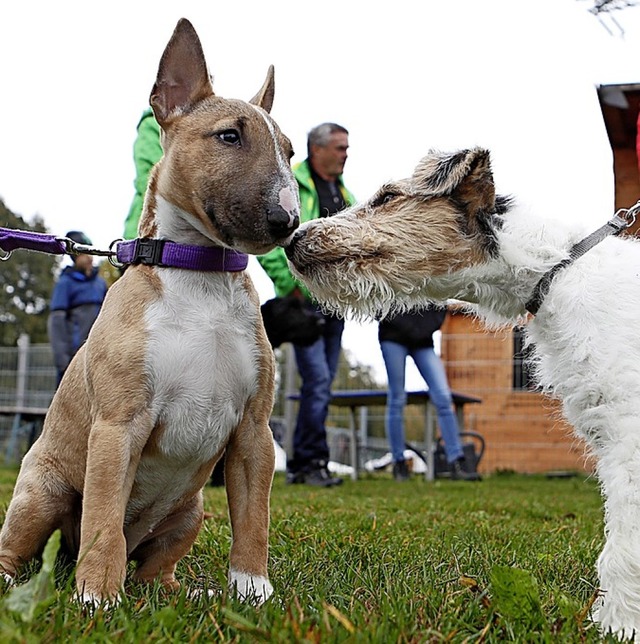 Begegnung beim Tag der offenen Tr im neuen Vereinsgelnde der Hundefreunde   | Foto:  Roger Mller