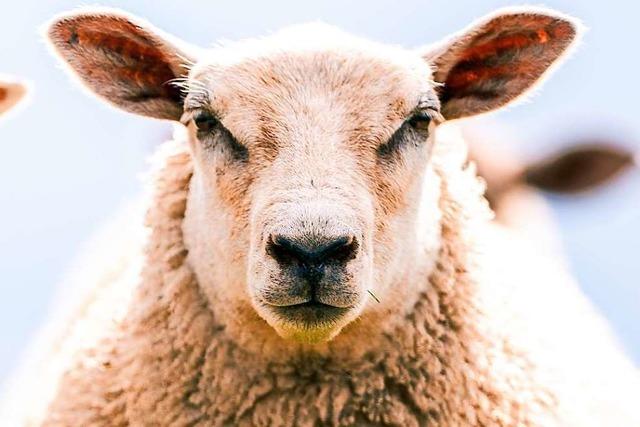 Polizei befreit Schaf aus Brombeerstrauch