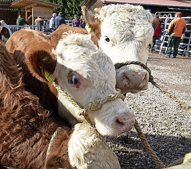 Prchtige Rinder: Viehmarkt im Kleinen Wiesental.  | Foto: Edgar Steinfelder