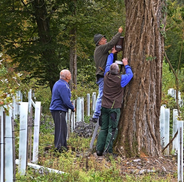 60 neue Nistksten wurden im Wyhler Wald aufgehngt.   | Foto: Roland Vitt