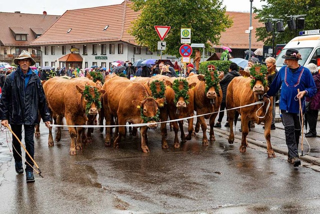 Die Rckkehr der Rinder  | Foto: Hubert Gemmert