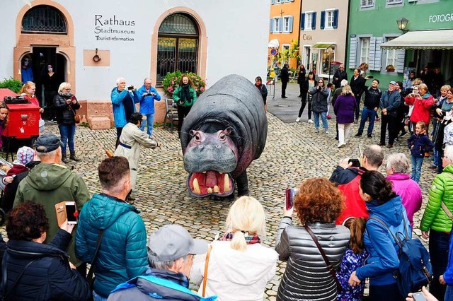 Erstmals dabei: Das Nashorn Nelli, das...ografiert wird, wo immer es auftaucht.  | Foto: Bernhard Seitz