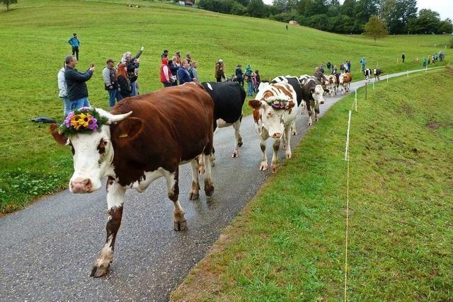 Mit Musik und Folklore kam das Vieh im Mnstertal von der Weide